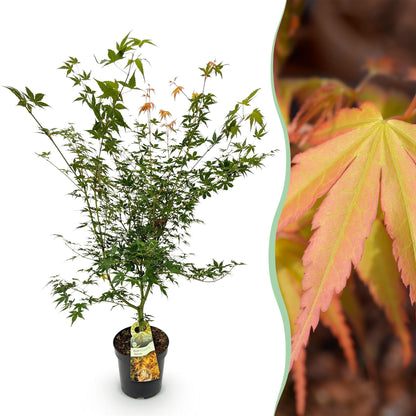 Acer palmatum Katsura : jeune érable japonais en pot sur fond blanc et gros plan de ses feuilles aux teintes automnales.