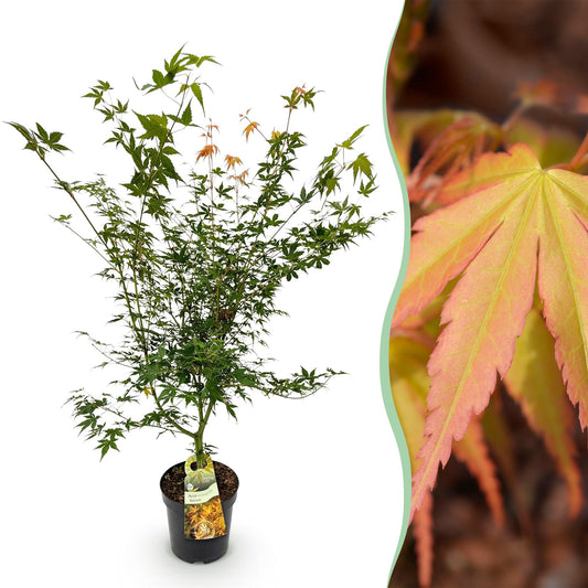 Acer palmatum Katsura : jeune érable japonais en pot sur fond blanc et gros plan de ses feuilles aux teintes automnales.