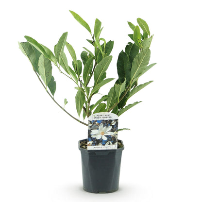 Magnolia Soulangiana en pot sur fond blanc, prêt à être planté dans votre jardin pour des fleurs rose clair.