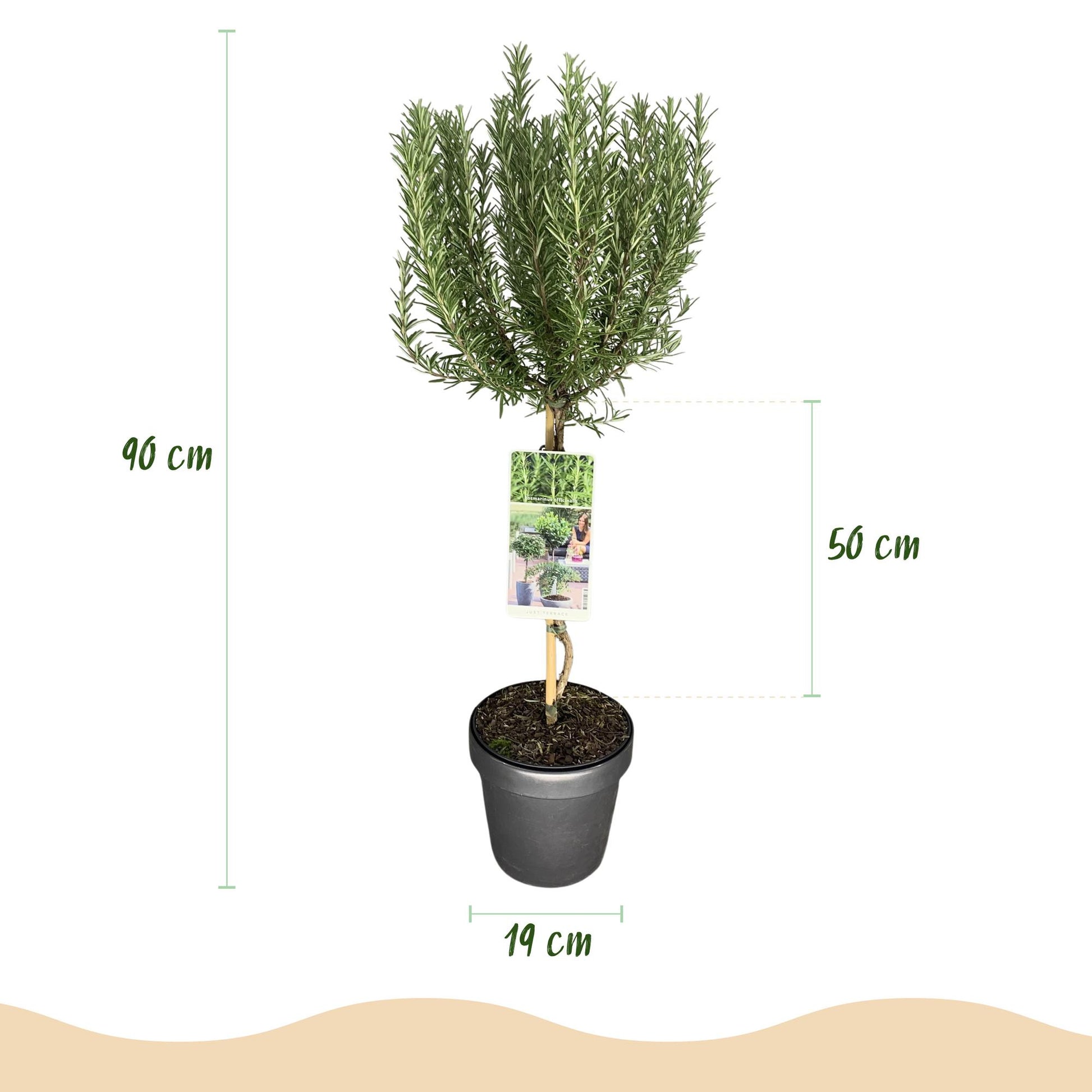 Rosmarinus officinalis sur tige en pot de 19cm, mesurant 90cm de haut dont 50cm pour le feuillage.