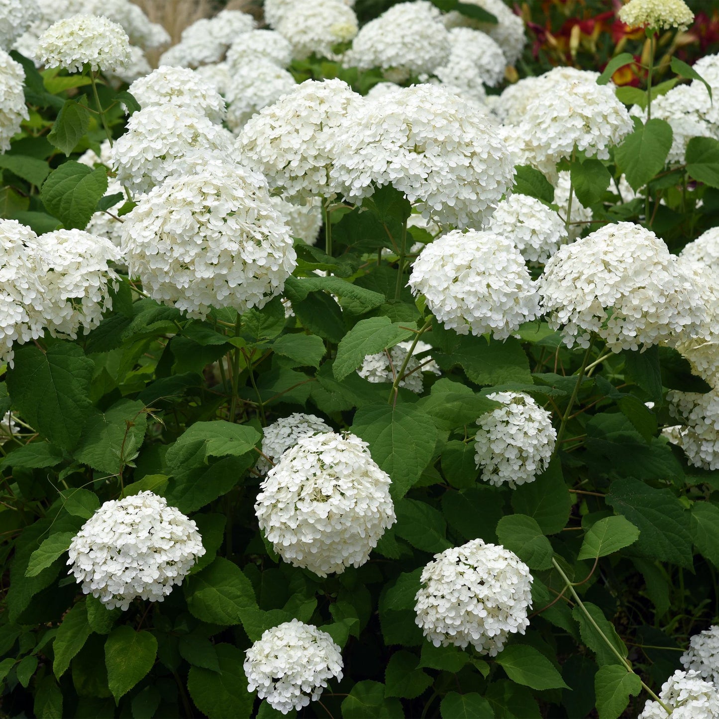 Hortensia Annabelle en fleur, une profusion de grandes inflorescences blanches et sphériques se détachant sur un feuillage vert luxuriant.