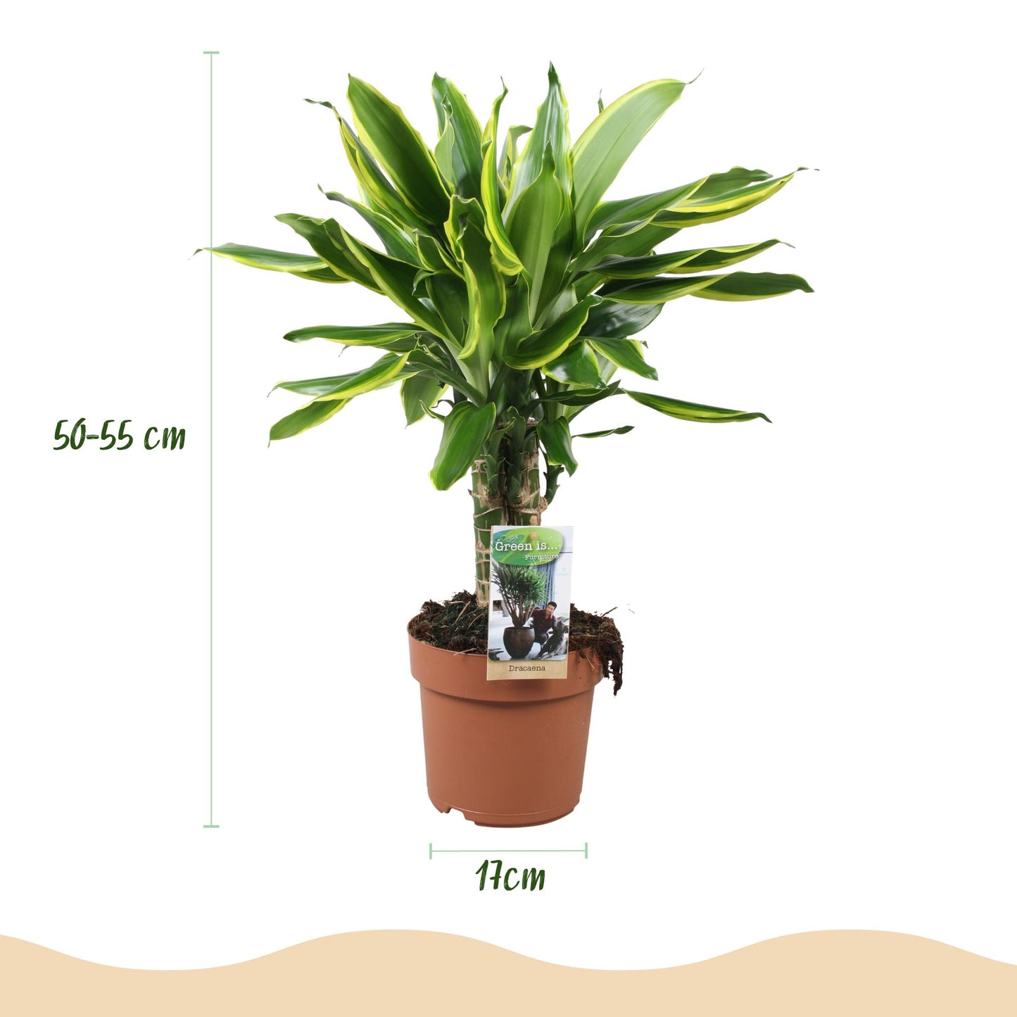 Plantes d'intérieur - Dracaena fragrans Golden Coast - Arbre à dragon - Peu d'entretien - Panaché - 1 Plante - Pot 17cm - Hauteur 50-55cm