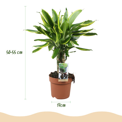 Plantes d'intérieur - Dracaena fragrans Golden Coast - Arbre à dragon - Peu d'entretien - Panaché - 1 Plante - Pot 17cm - Hauteur 50-55cm