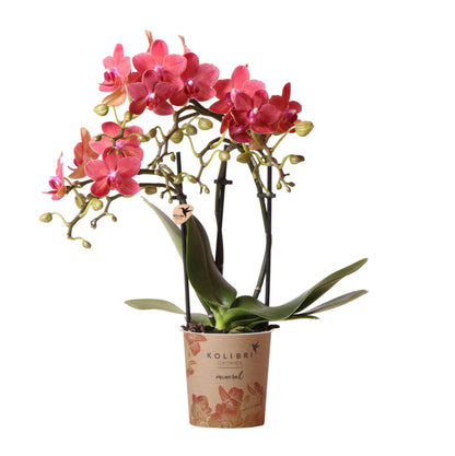 Orchidée Phalaenopsis rouge en pot