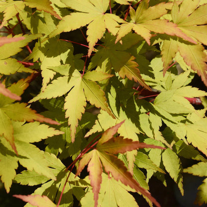 Acer palmatum Summergold : Gros plan du feuillage découpé et lumineux, aux nuances jaune-vert et bordures légèrement rougies.