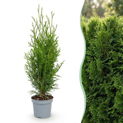 Thuja occidentalis Smaragd en pot, avec une haie luxuriante de la même plante en arrière-plan flou. Image composite pour illustrer le plant 