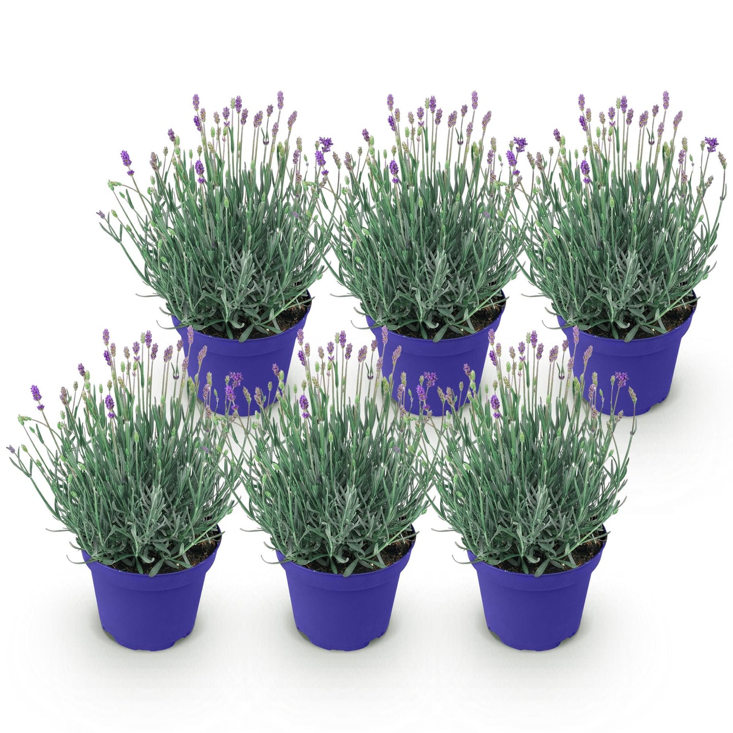 Lavande Hidcote en lot de 6 pots violets, alignés sur un fond blanc pur, avec ses feuilles gris-vert et de jeunes fleurs violettes.