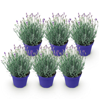 Lavande Hidcote en lot de 6 pots violets, alignés sur un fond blanc pur, avec ses feuilles gris-vert et de jeunes fleurs violettes.