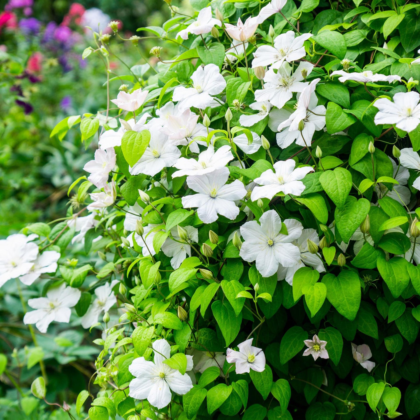 Clématite Madame Le Coultre avec ses grandes fleurs blanches et son feuillage vert dense, poussant sur un support de jardin.