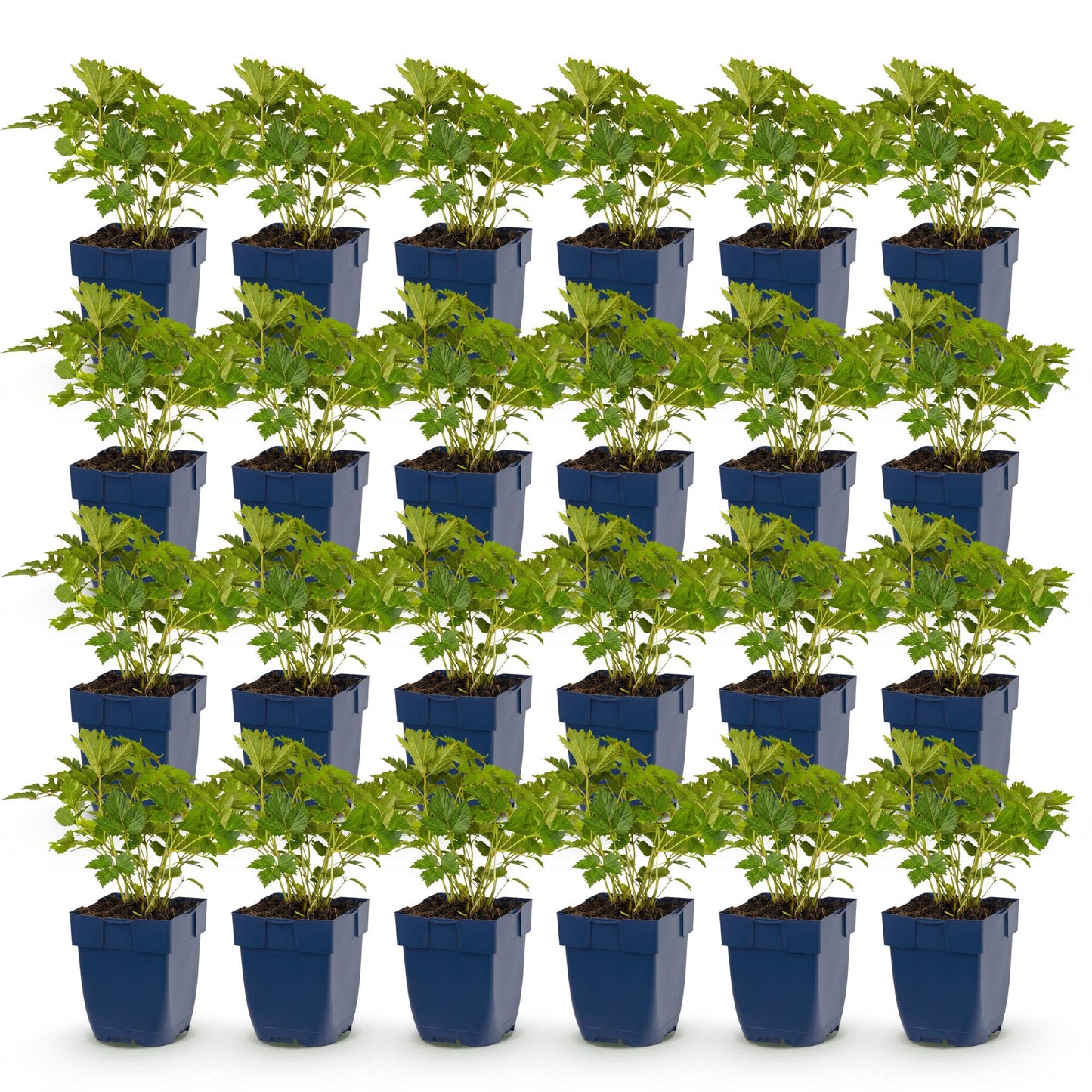 Astilbe chin. Pumila : lot de 28 plants vivaces en pots de 11cm, feuillage vert luxuriant, idéal pour l'ombre, hauteur 15-25cm.