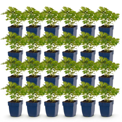 Astilbe chin. Pumila : lot de 28 plants vivaces en pots de 11cm, feuillage vert luxuriant, idéal pour l'ombre, hauteur 15-25cm.