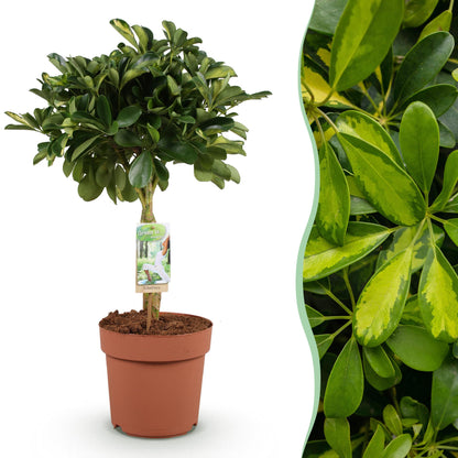 Plantes d'intérieur - Schefflera Gold Capelle - Arbre à doigts - Peu d'entretien - Vert - or - 1 Plante - Pot 21cm - Hauteur 70-81cm