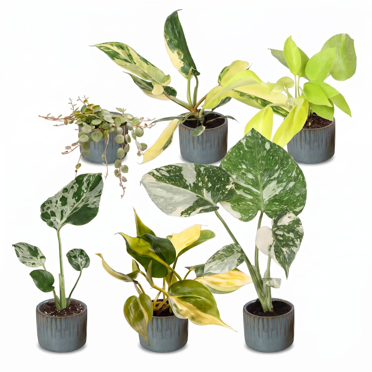 Bébés plantes rares en pot de 6 cm, 6 plantes, cache-pot bleu gris