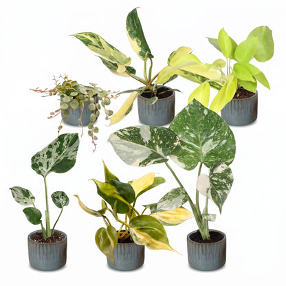 Bébés plantes rares en pot de 6 cm, 6 plantes, cache-pot bleu gris