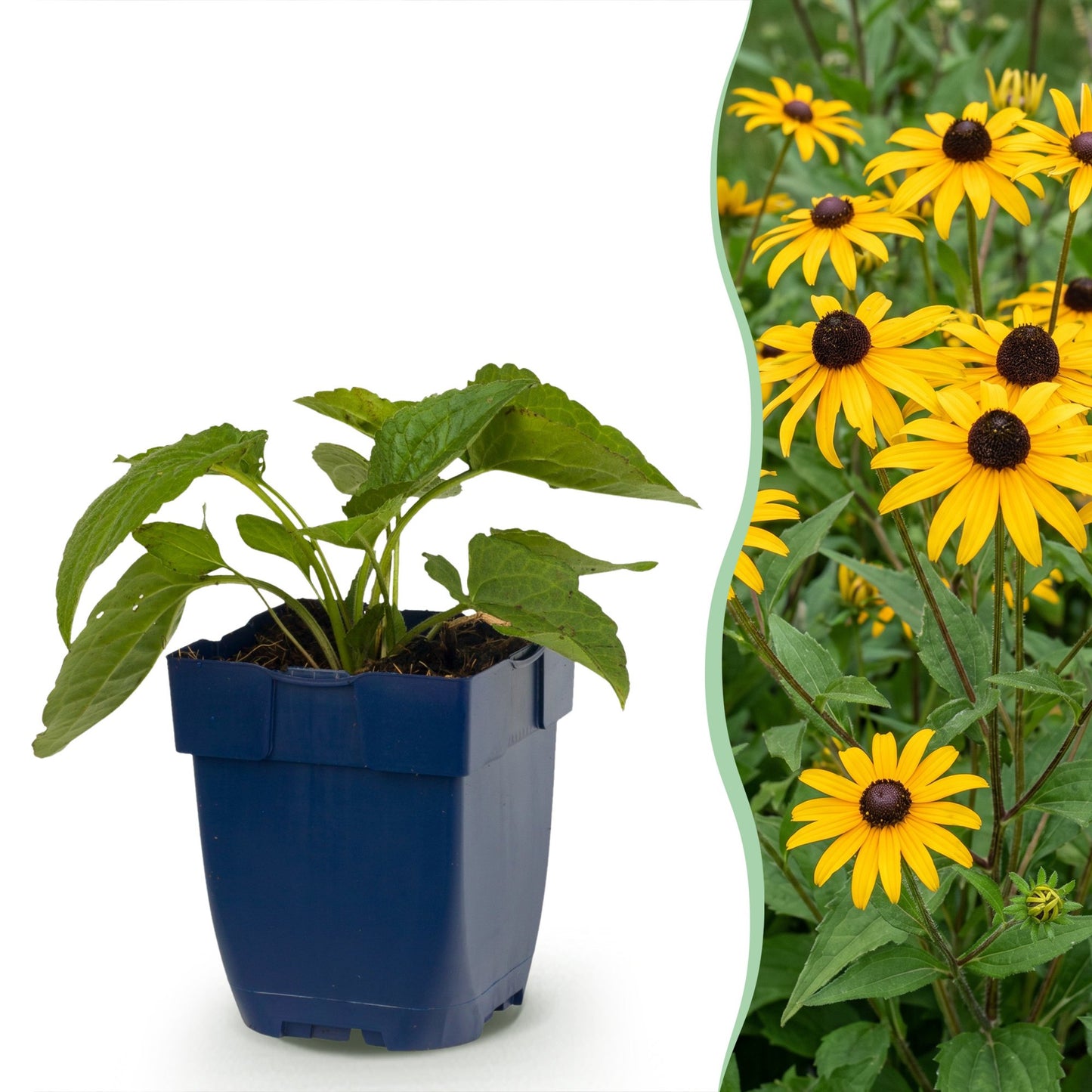 Rudbeckia fulg. Goldsturm en pot bleu sur fond blanc, juxtaposé à des fleurs jaunes épanouies de Chapeau de soleil dans un jardin.