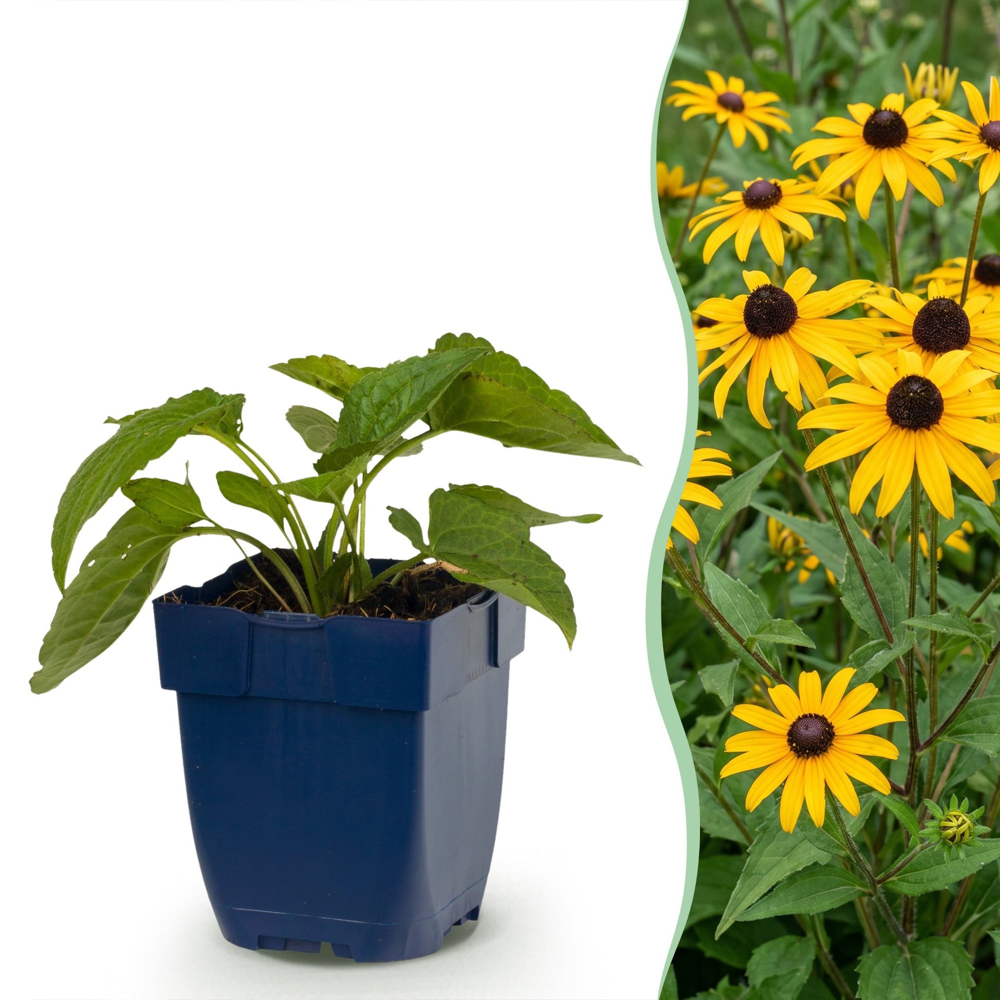 Rudbeckia fulg. Goldsturm en pot bleu sur fond blanc, juxtaposé à des fleurs jaunes épanouies de Chapeau de soleil dans un jardin.