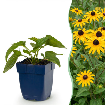 Rudbeckia fulg. Goldsturm en pot bleu sur fond blanc, juxtaposé à des fleurs jaunes épanouies de Chapeau de soleil dans un jardin.