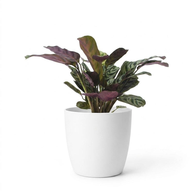 Ctenanthe Burle Marxii - Plante dormeuse - Arête de poisson - Pot de 12cm