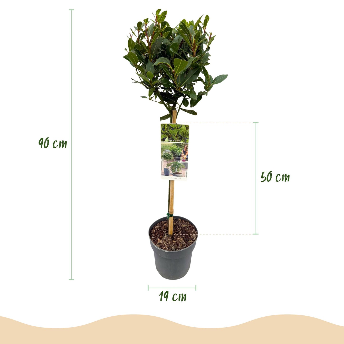 Laurus nobilis : Schéma détaillé d'une plante sur tige en pot avec indications de hauteur (90 cm), diamètre du pot (19 cm) et hauteur de la 