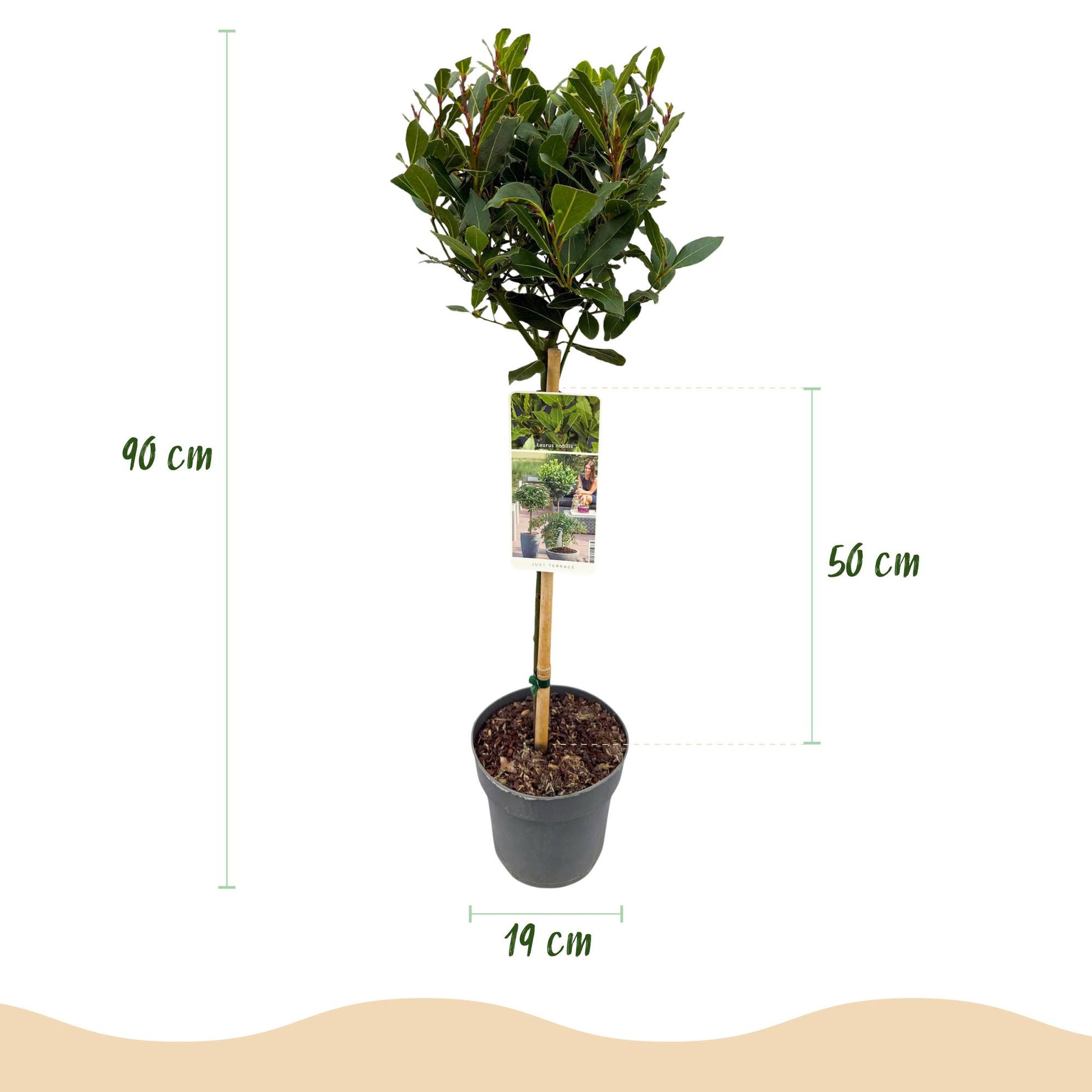 Laurus nobilis : Schéma détaillé d'une plante sur tige en pot avec indications de hauteur (90 cm), diamètre du pot (19 cm) et hauteur de la 