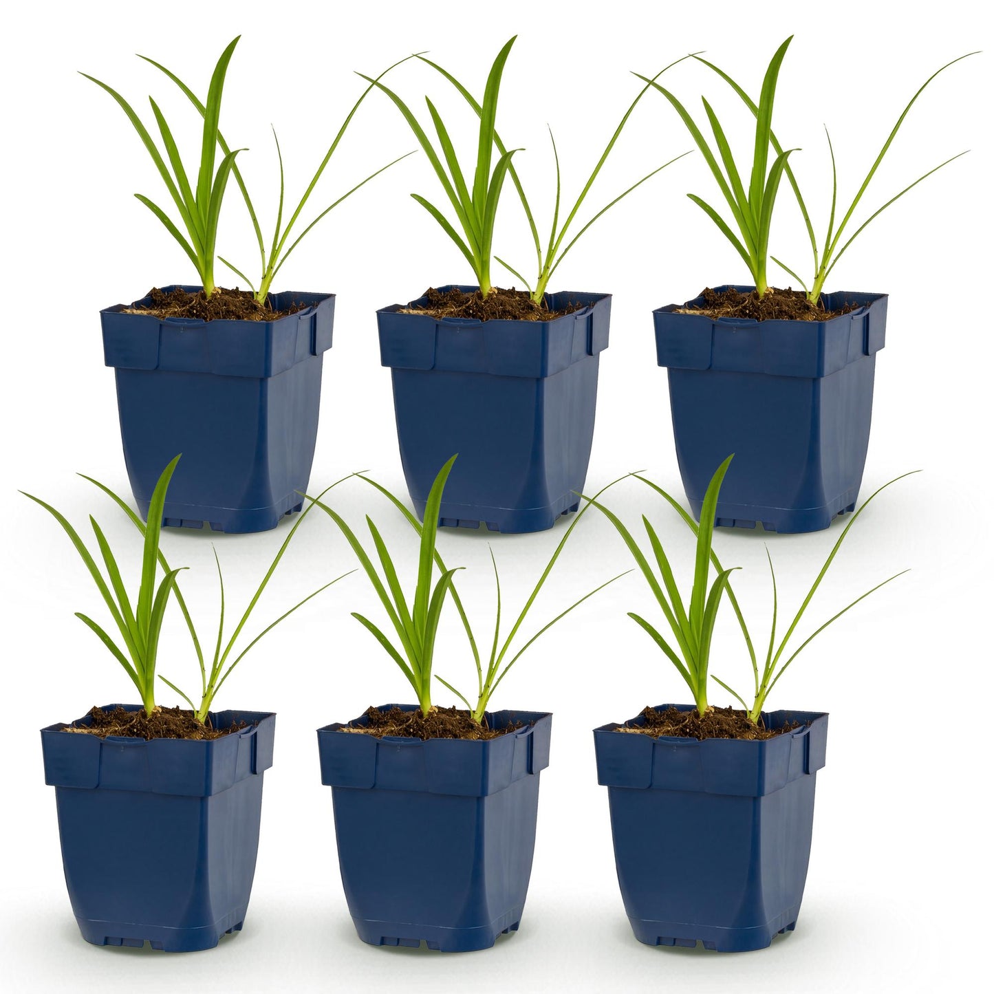 Agapanthus africanus Albus. Six jeunes plants de Lys Africain en pots bleus, alignés sur un fond blanc uni, prêts à être plantés.