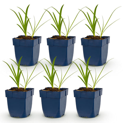 Agapanthus africanus Albus. Six jeunes plants de Lys Africain en pots bleus, alignés sur un fond blanc uni, prêts à être plantés.