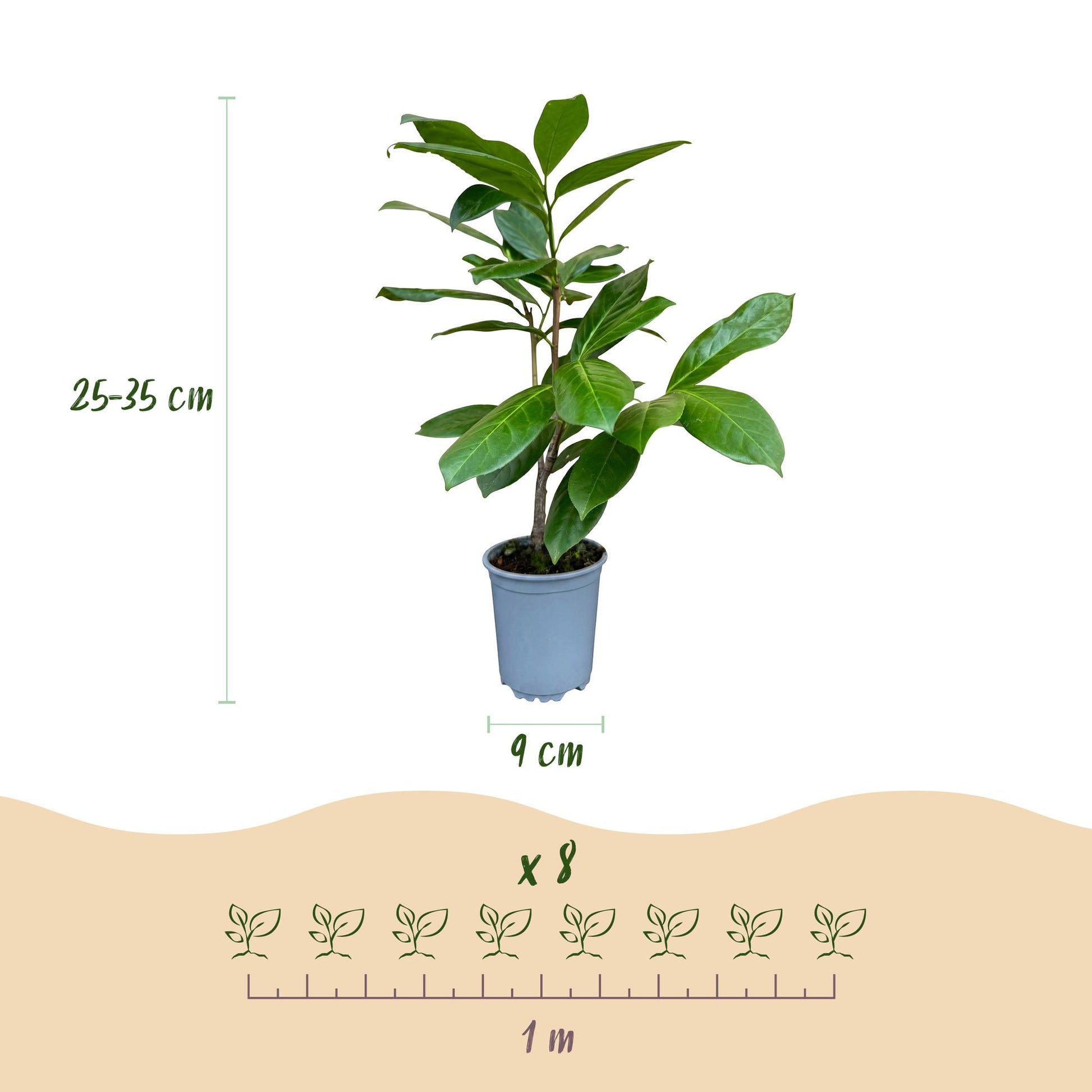 Prunus laur. Rotundifolia en pot. Schéma des dimensions (hauteur 25-35 cm, pot 9 cm) et espacement de plantation (8 plants pour 1 mètre).
