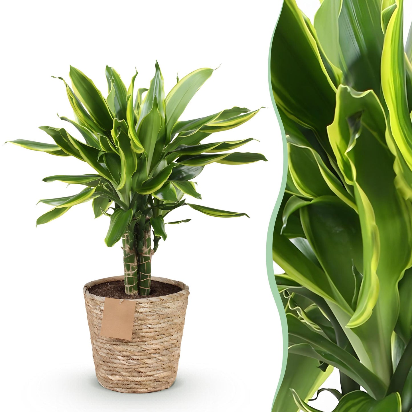 Plantes d'intérieur - Dracaena fragrans Golden Coast - Arbre de dragon - Peu d'entretien - avec panier - Panaché - 1 Plante - Pot 17cm - Hauteur 50-55cm