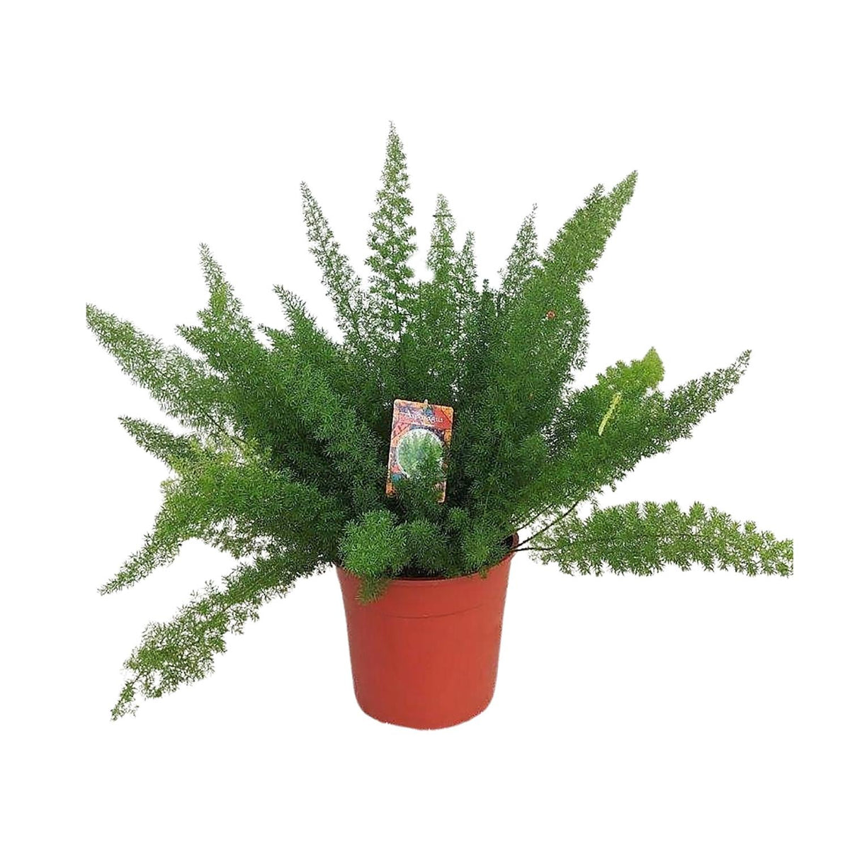 Asparagus 'Myersii' en pot de 27 cm, hauteur 60 cm, vu de face, sur fond blanc