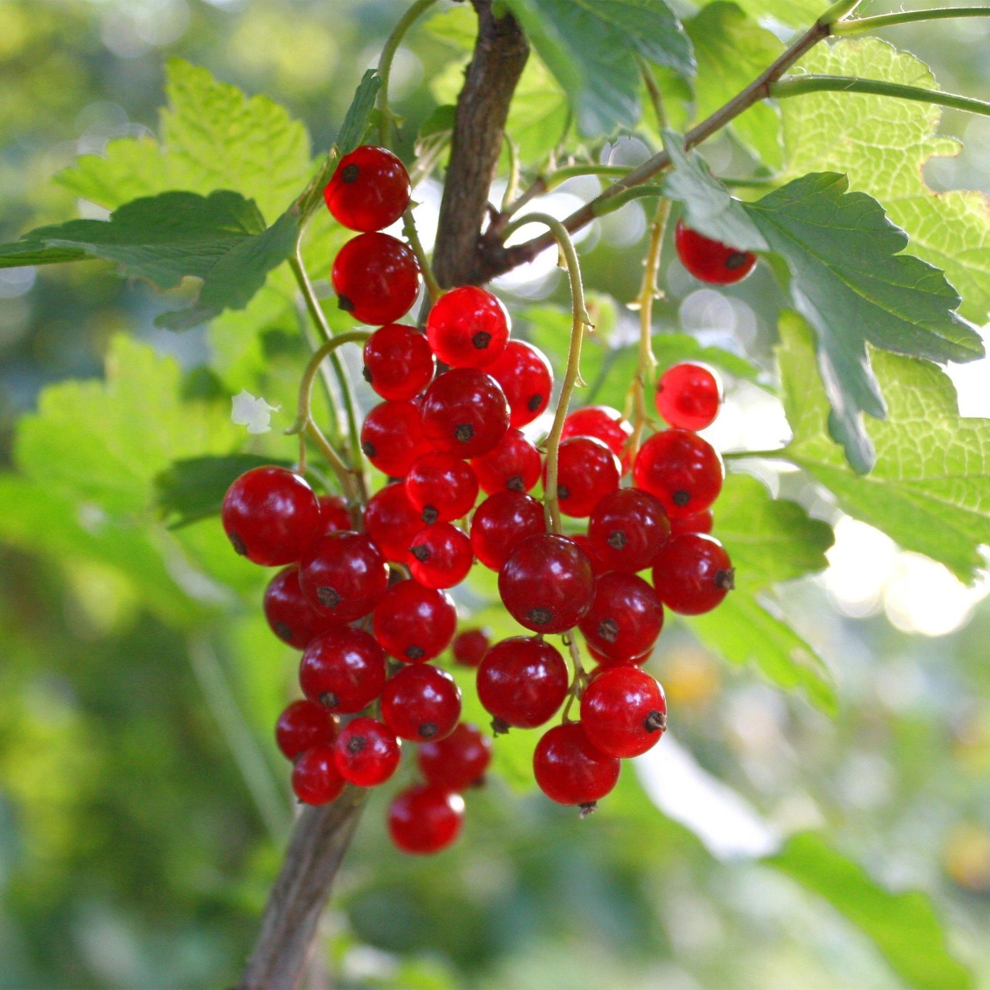 Groseille rouge 'Jonkheer van Tets', gros plan sur les grappes de baies rouges mûres et les feuilles vertes du plant.