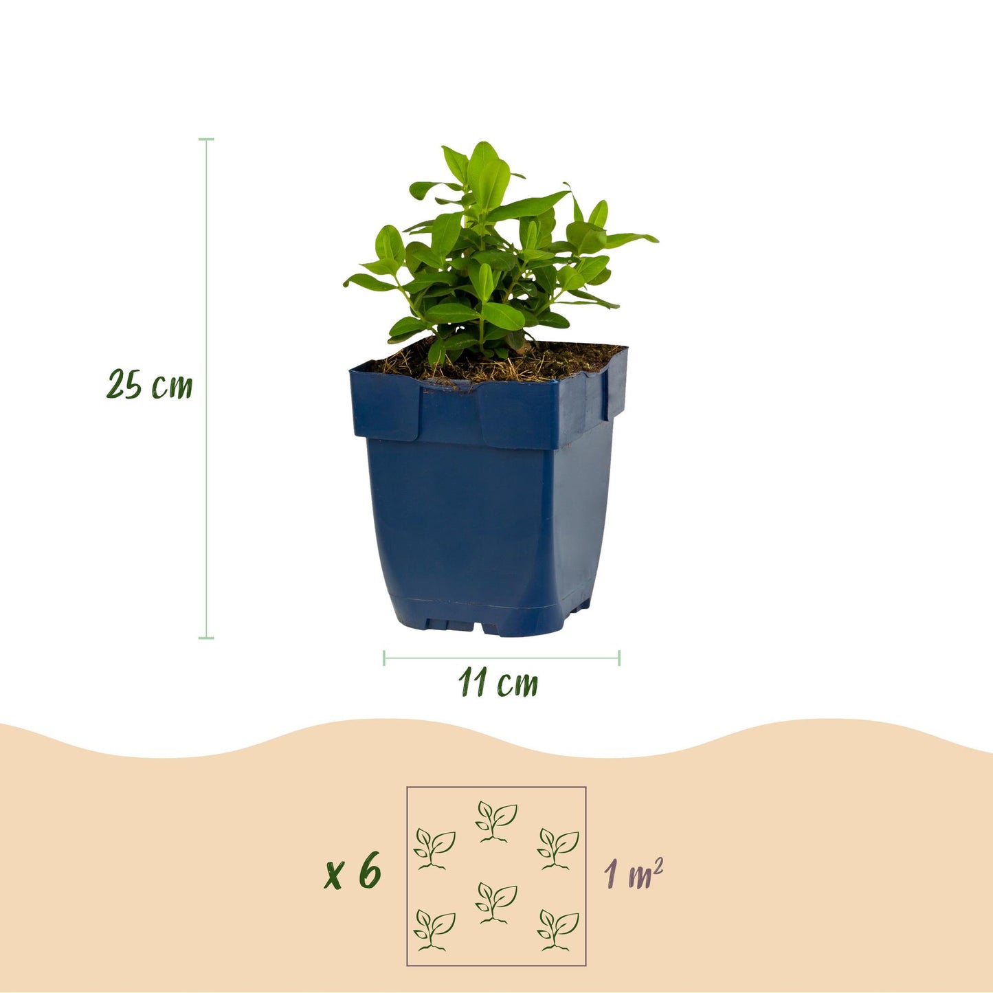 Hypericum calycinum : Schéma d'un plant de millepertuis en pot de 11 cm, mesurant 25 cm de haut. Il est indiqué qu'il faut 6 plants par m².
