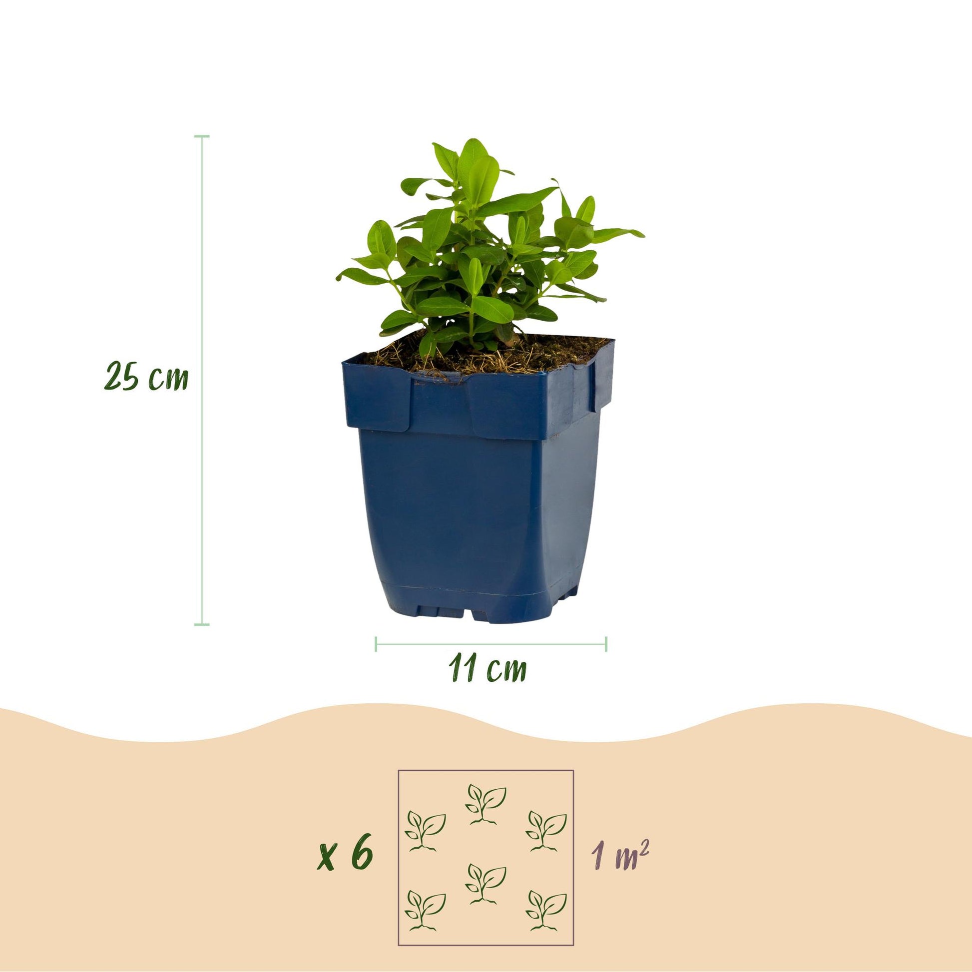 Hypericum calycinum : Schéma d'un plant de millepertuis en pot de 11 cm, mesurant 25 cm de haut. Il est indiqué qu'il faut 6 plants par m².