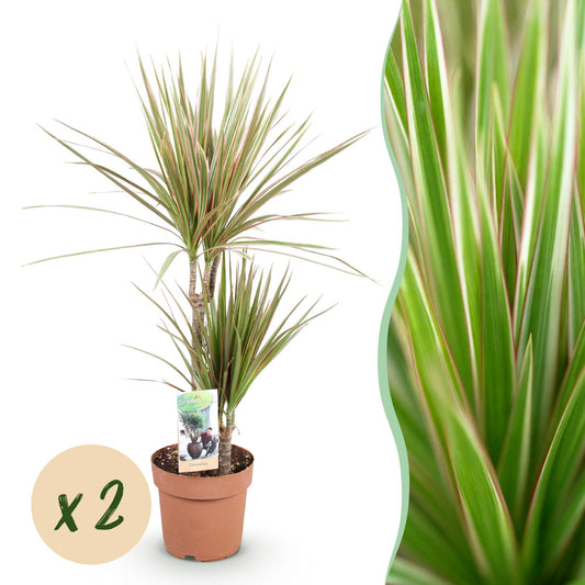 Image montage de la plante Dracaena Marginata Bicolor dans son pot de culture marron et un gros plan de ses feuilles bicolores vertes et