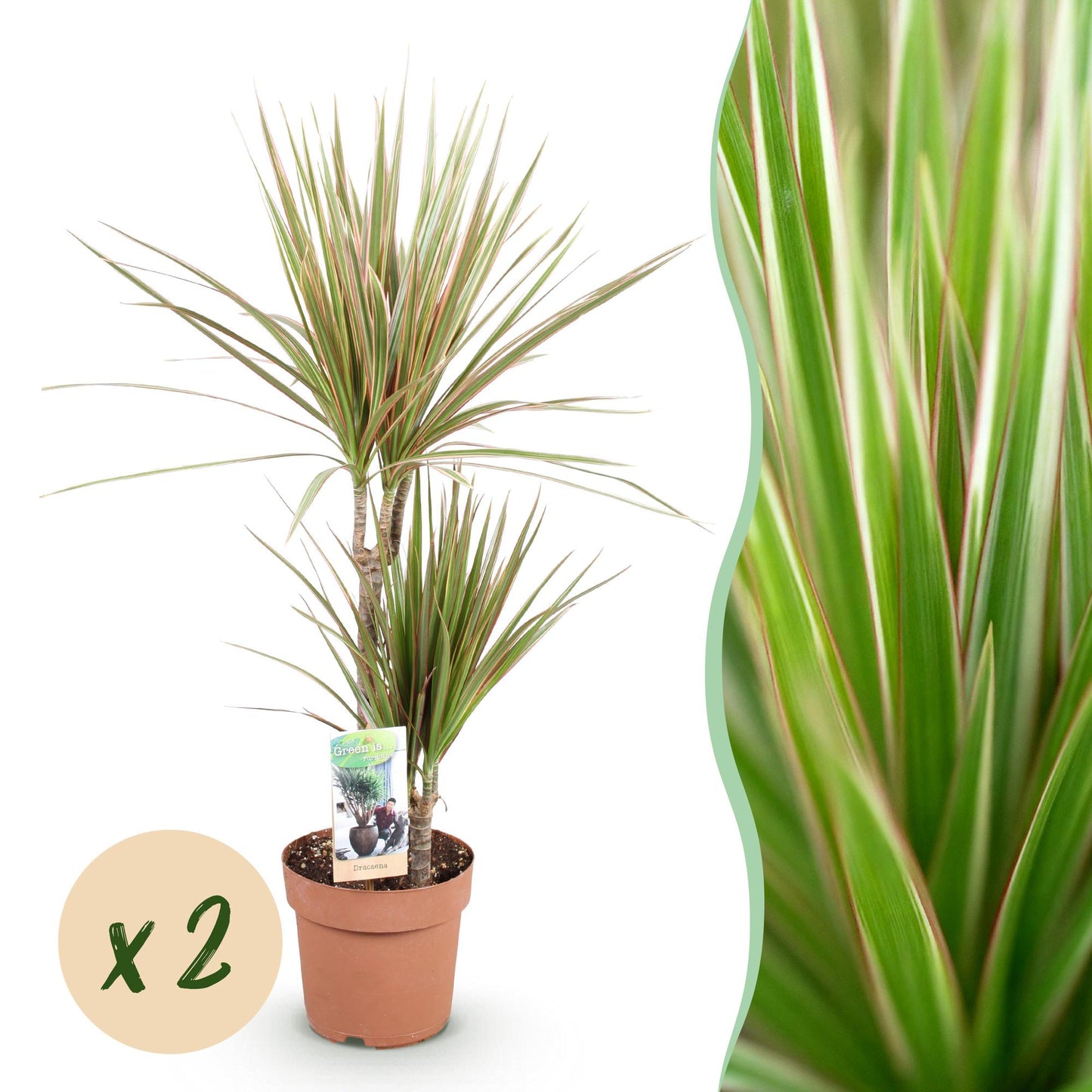 Image montage de la plante Dracaena Marginata Bicolor dans son pot de culture marron et un gros plan de ses feuilles bicolores vertes et