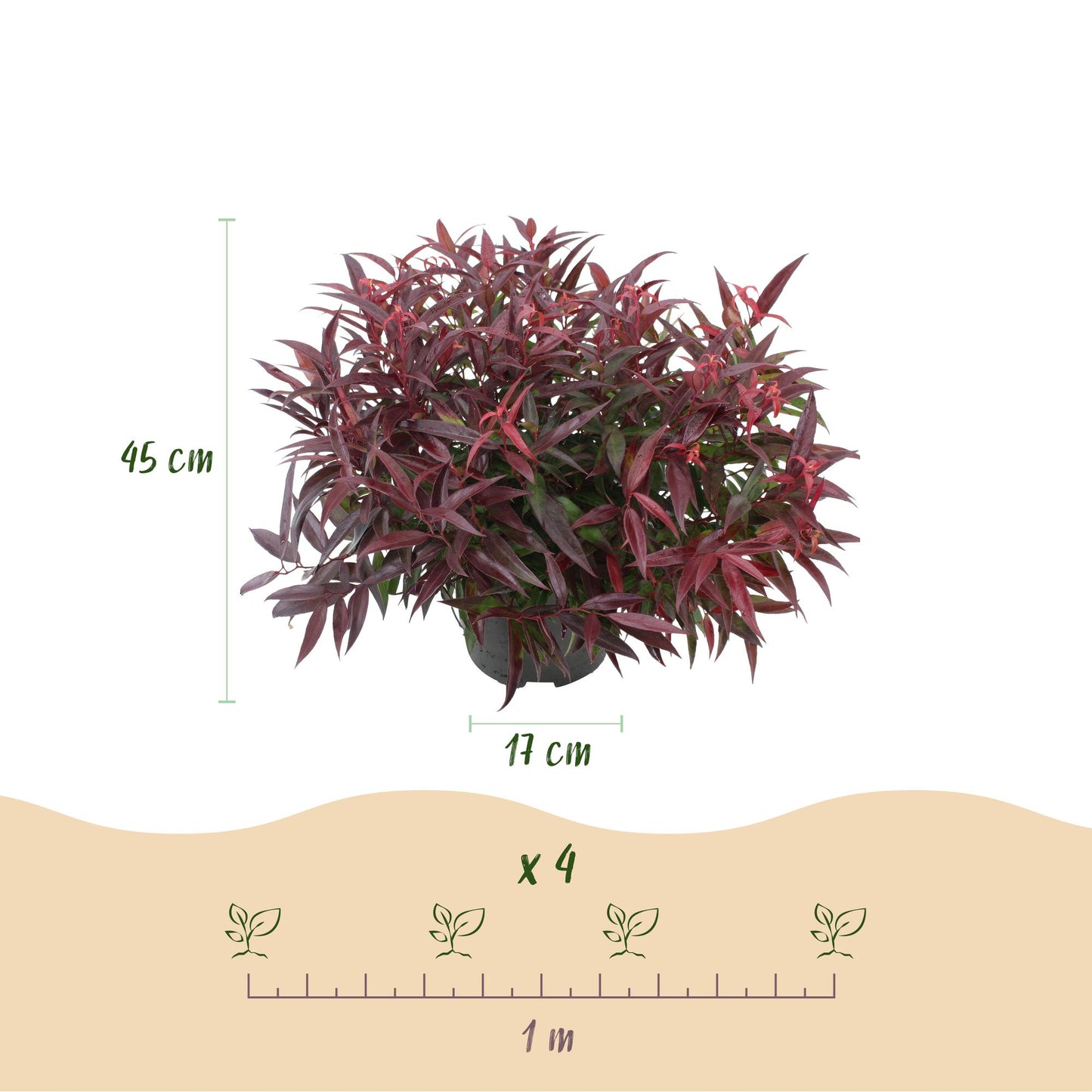 Leucothoe Burning Love. Infographie des dimensions de la plante (45 cm de haut, pot de 17 cm) et espacement de plantation (4 plants par mètr