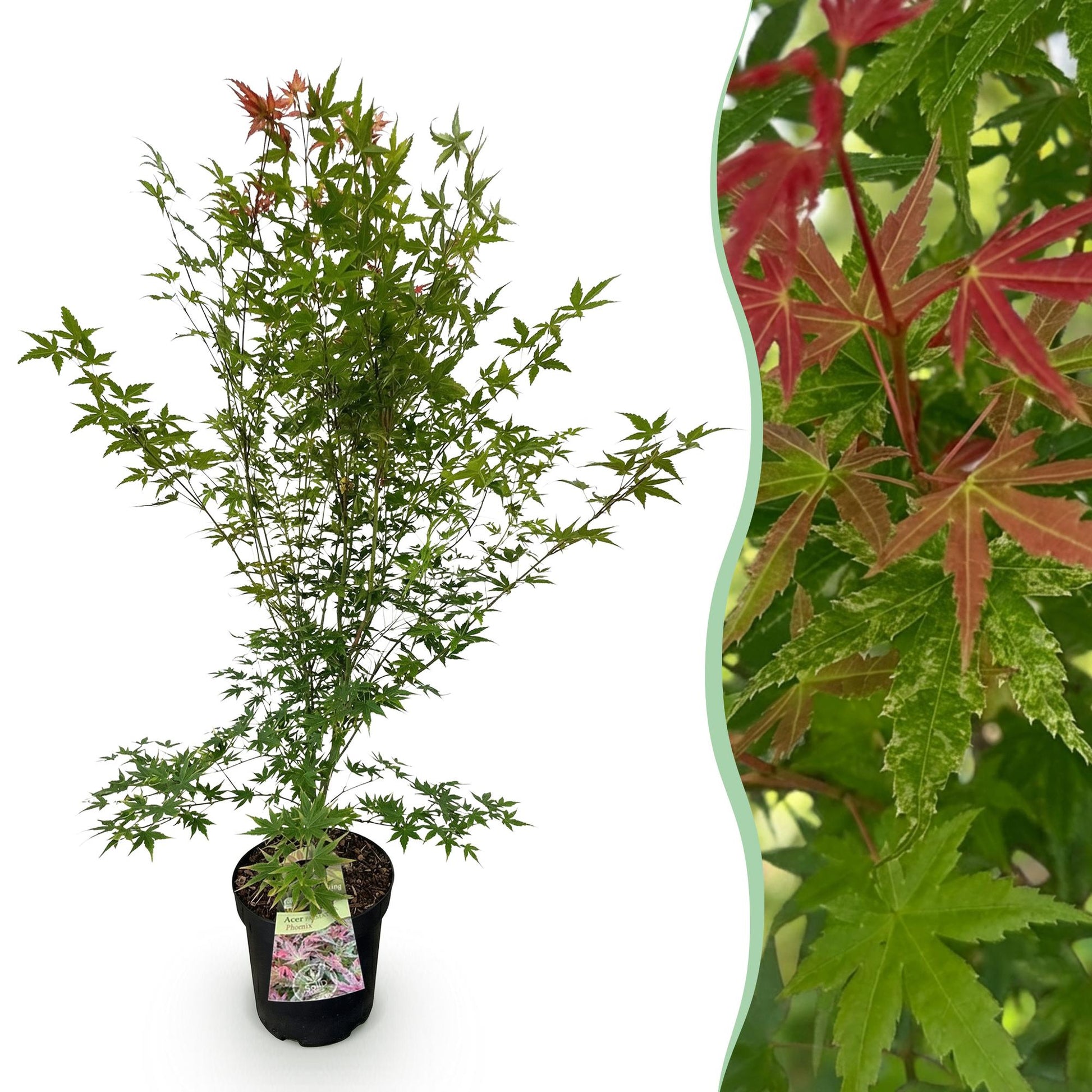 Acer palmatum Phoenix, érable japonais au feuillage vert et jeunes pousses rouges, montrant un plant en pot et un gros plan du feuillage.