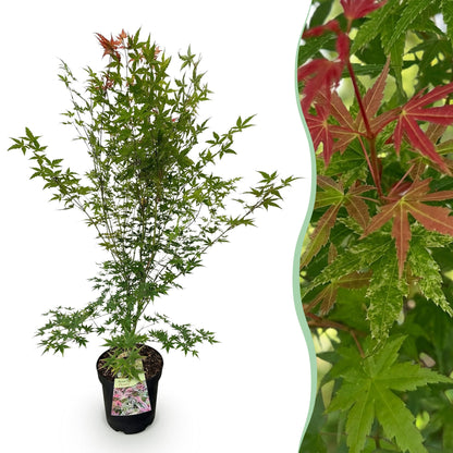Acer palmatum Phoenix, érable japonais au feuillage vert et jeunes pousses rouges, montrant un plant en pot et un gros plan du feuillage.