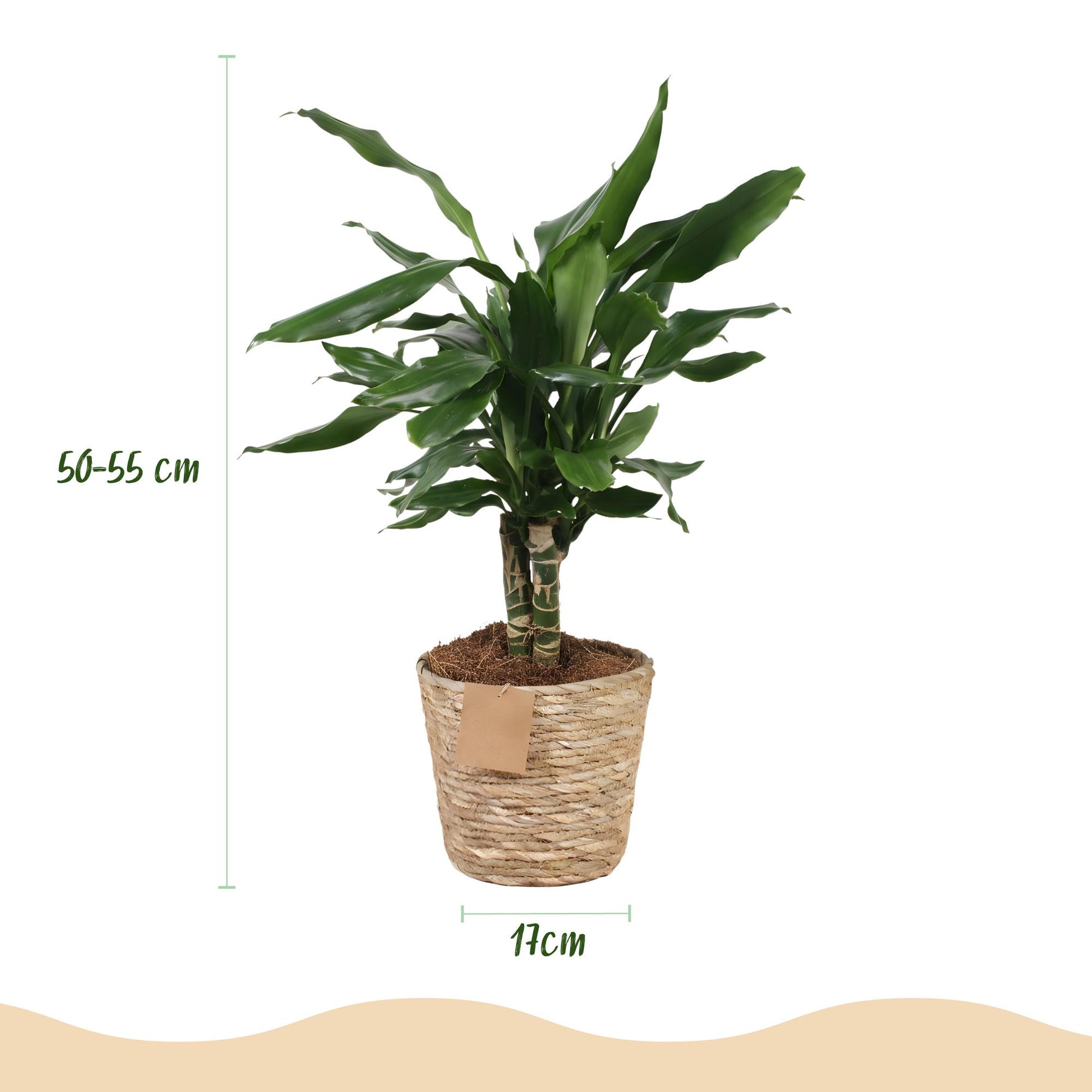Plantes d'intérieur - Dracaena fragrans Steudneri - Arbre à dragon - Peu d'entretien - avec panier - Vert - 1 Plante - Pot 17cm - Hauteur 50-55cm