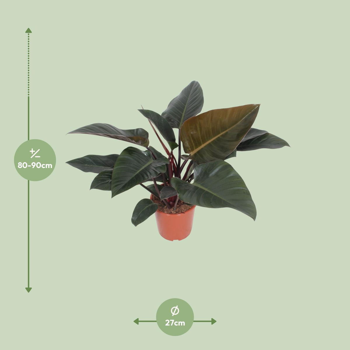 Dimensions du Philodendron Congo Red livré : pot de 27 cm et hauteur de 80 cm