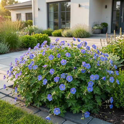 Géranium Johnson's Blue, vivace à fleurs bleues, dans un jardin moderne en pierre avec une maison en arrière-plan.