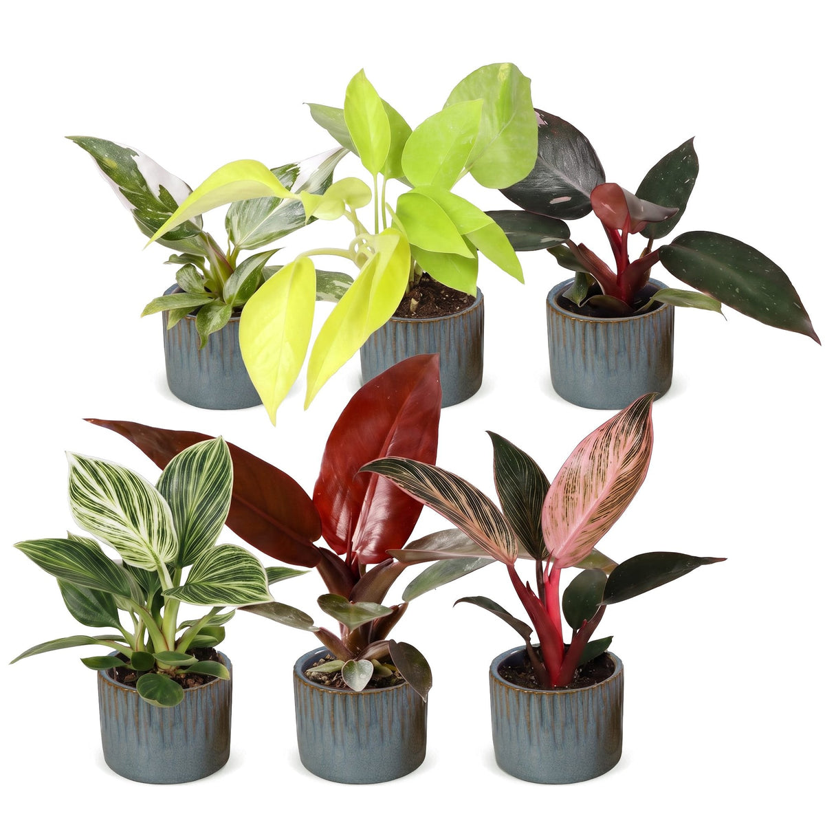 Lot de 6 bébés Philodendron colorés, cache-pot bleu gris
