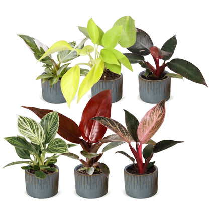Lot de 6 bébés Philodendron colorés, cache-pot bleu gris