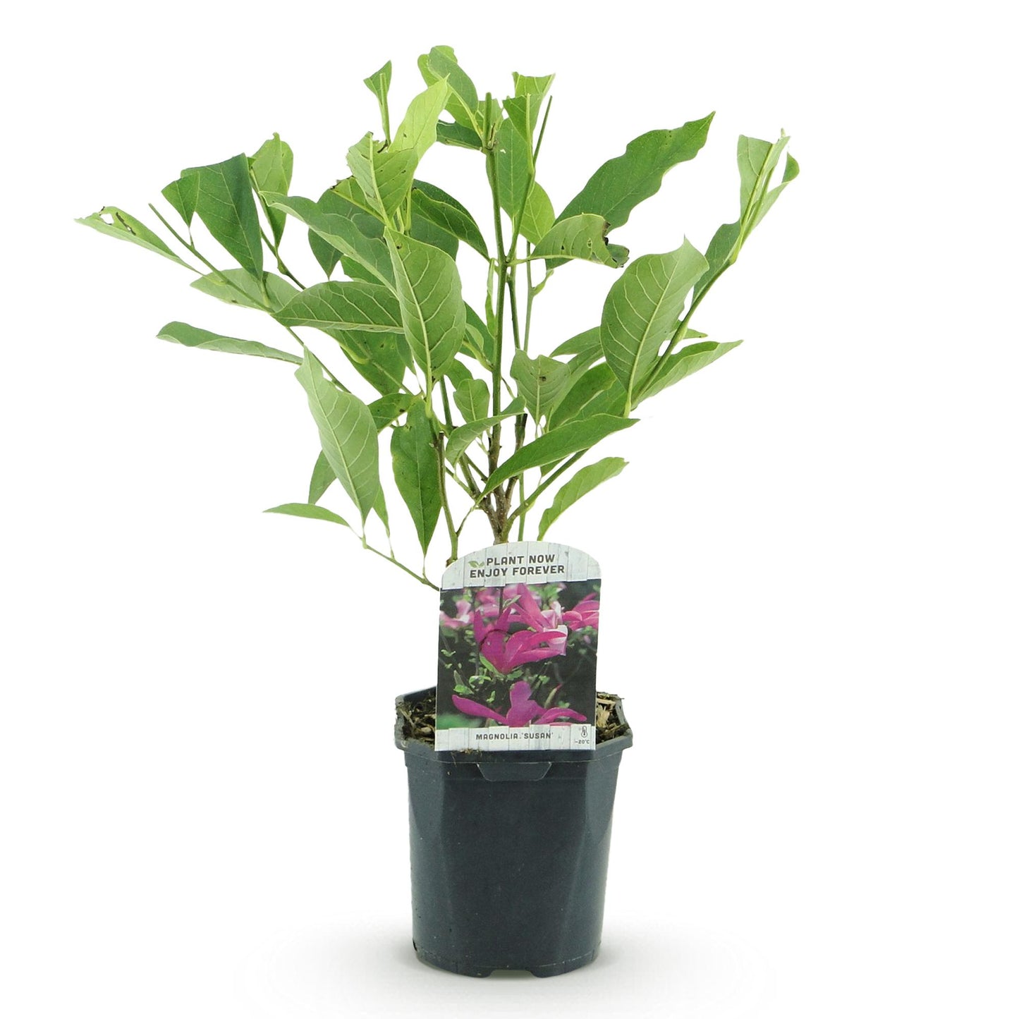 Magnolia Susan, jeune plant feuillu en pot noir avec une étiquette affichant ses fleurs rose foncé, sur fond blanc.
