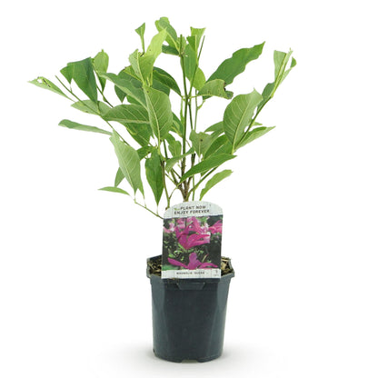 Magnolia Susan, jeune plant feuillu en pot noir avec une étiquette affichant ses fleurs rose foncé, sur fond blanc.