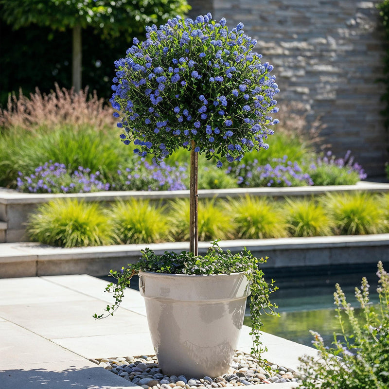 Céanothe Victoria (Ceanothus), arbuste fleuri méditerranéen, fleurs violettes, Pot 19 cm, Hauteur 90 cm