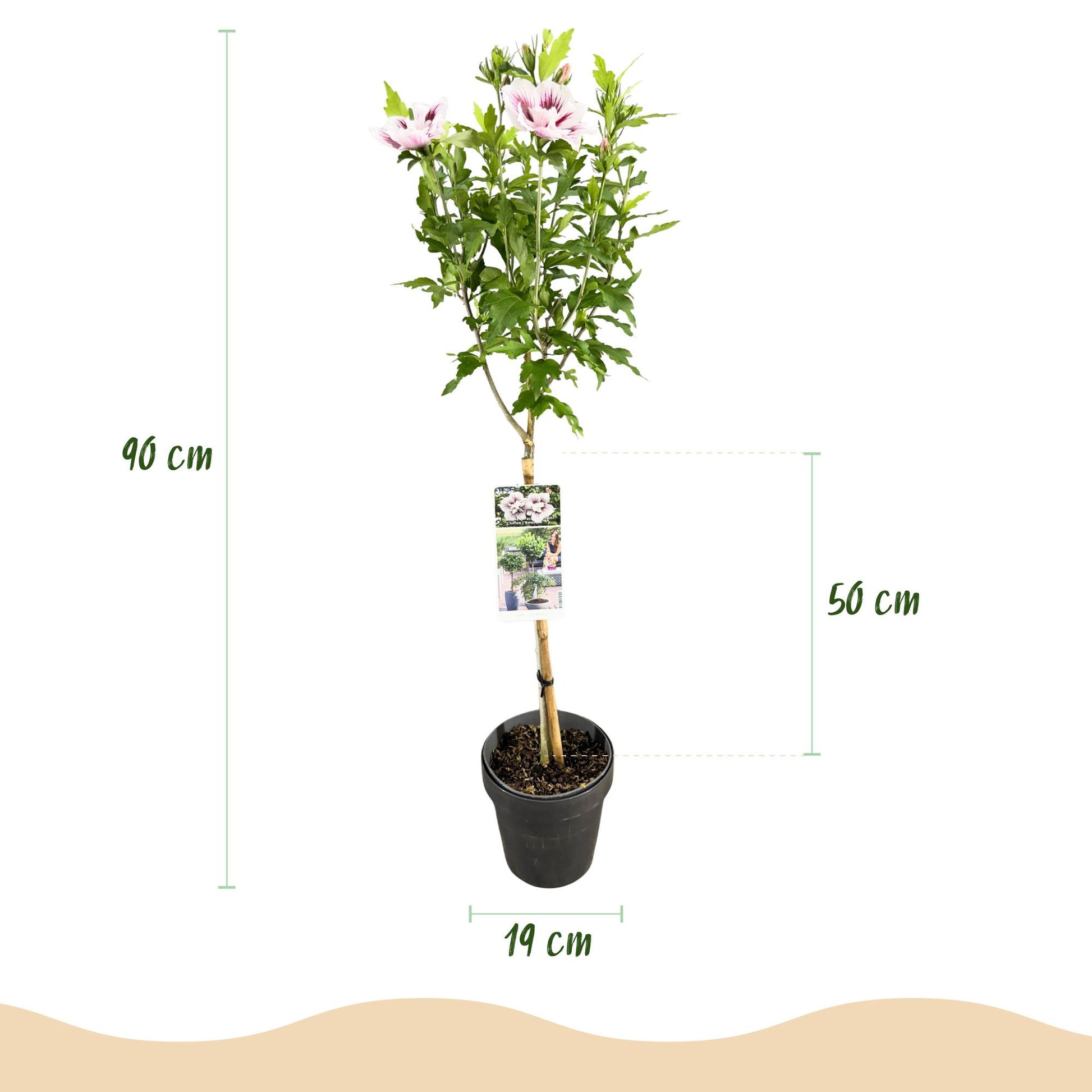 Hibiscus syriacus Starburst Chiffon® sur tige. Dimensions : hauteur totale de 90 cm, pot de 19 cm, et partie feuillue de 50 cm.