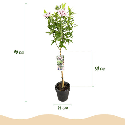 Hibiscus syriacus Starburst Chiffon® sur tige. Dimensions : hauteur totale de 90 cm, pot de 19 cm, et partie feuillue de 50 cm.