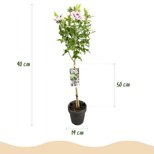 Hibiscus syriacus Starburst Chiffon® sur tige. Dimensions : hauteur totale de 90 cm, pot de 19 cm, et partie feuillue de 50 cm.