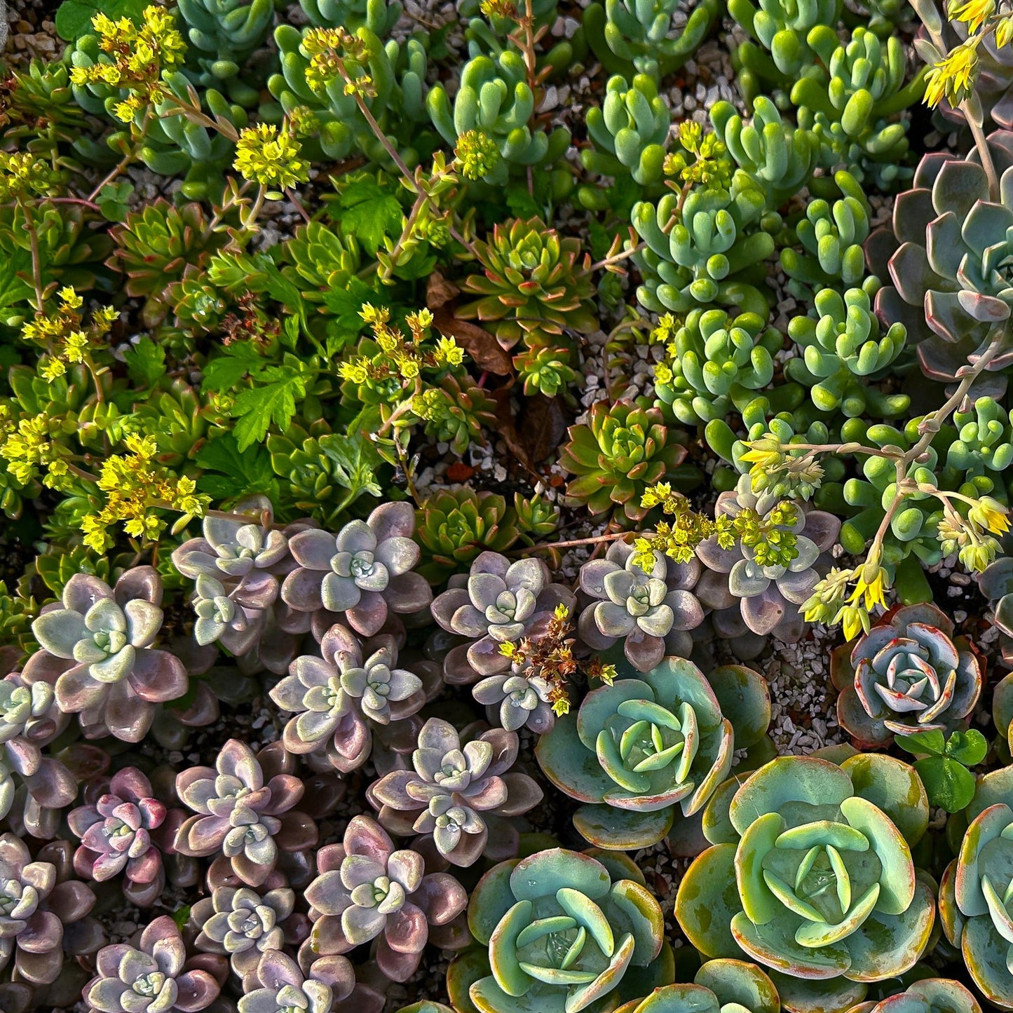 Mélange de plantes vivaces de rocaille couvre-sol, différentes couleurs et textures, parfait pour un jardin rustique.