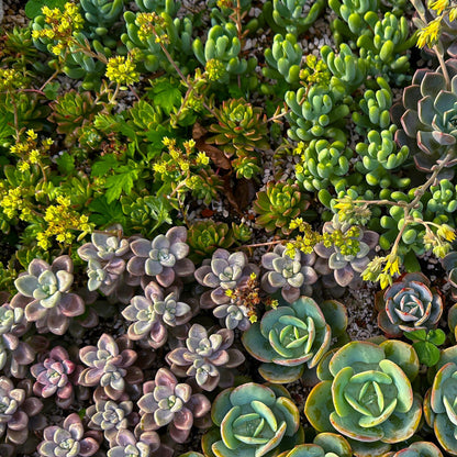 Mélange de plantes vivaces de rocaille couvre-sol, différentes couleurs et textures, parfait pour un jardin rustique.